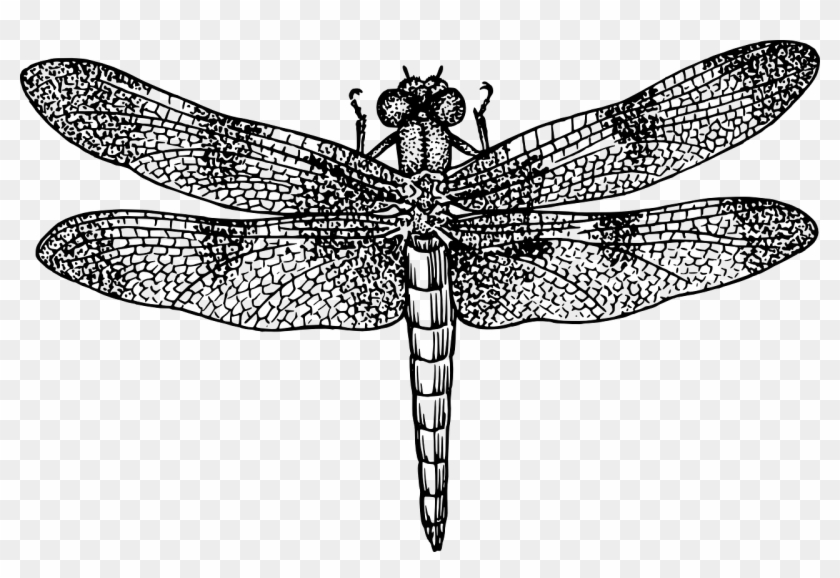 Dragonfly Insect Bug Fly Wings Png Image - Dragonfly Black And White #294011