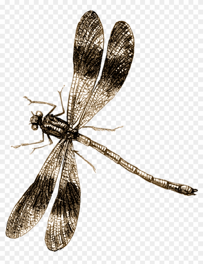 Dragon Fly - Welcome Dragonflies Poster #294016