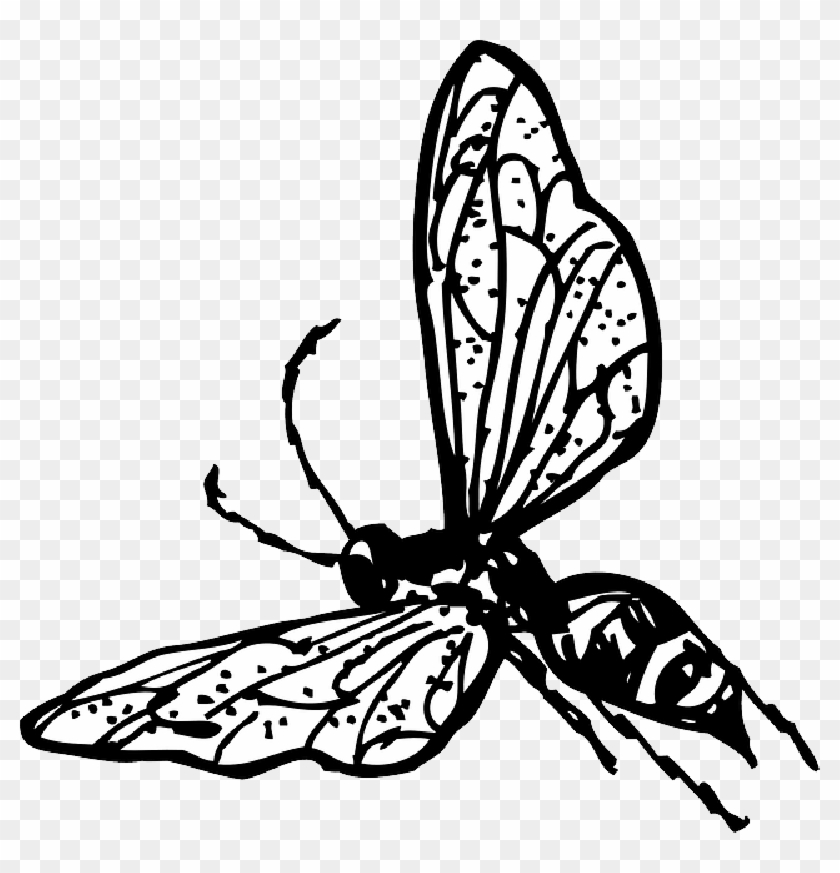 Outline, Drawing, Bee, Bug, Fly, Wasp, Insect, Coloring - Wasp Clip Art #294020