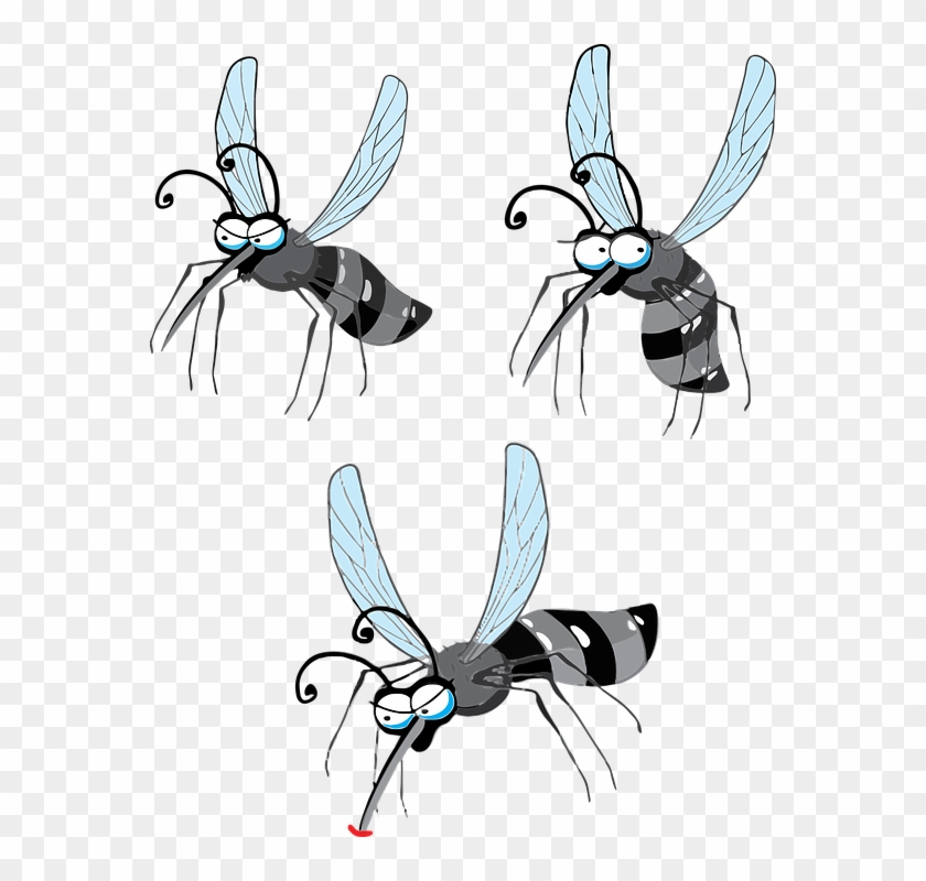 Cartoon Fly Pictures 27, - Mosquito #294030