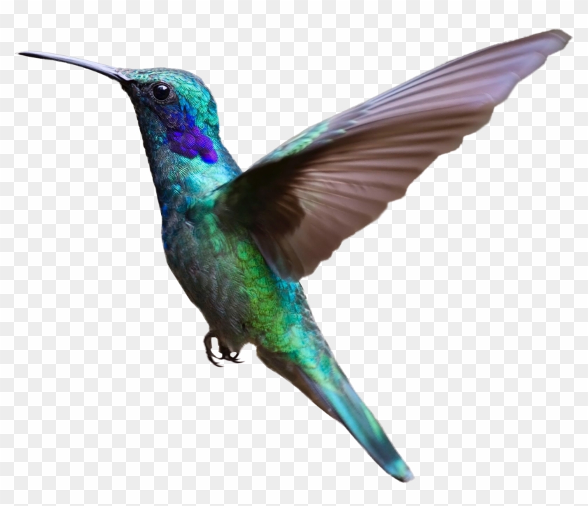 Flying Hummingbird - Bird Flying Transparent Background #294052