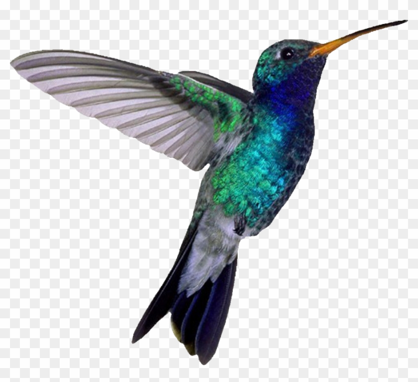 Hummingbird Png File - Blue Hummingbird #294054