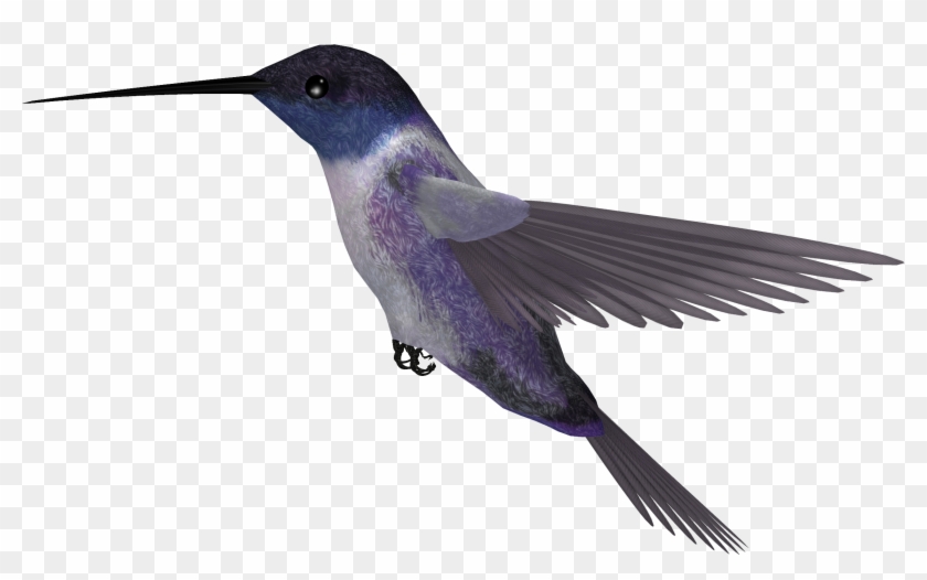 Hummingbird Png Picture - Bee Hummingbird Png #294064