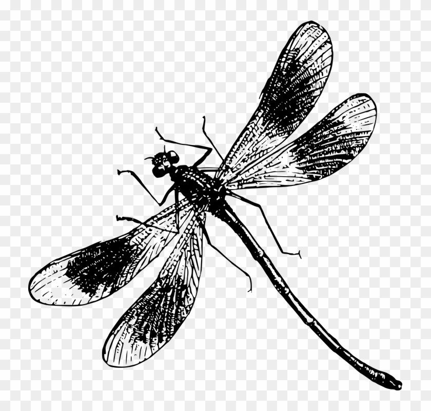 Dragon Fly Drawings - Black And White Dragonfly Png #294070