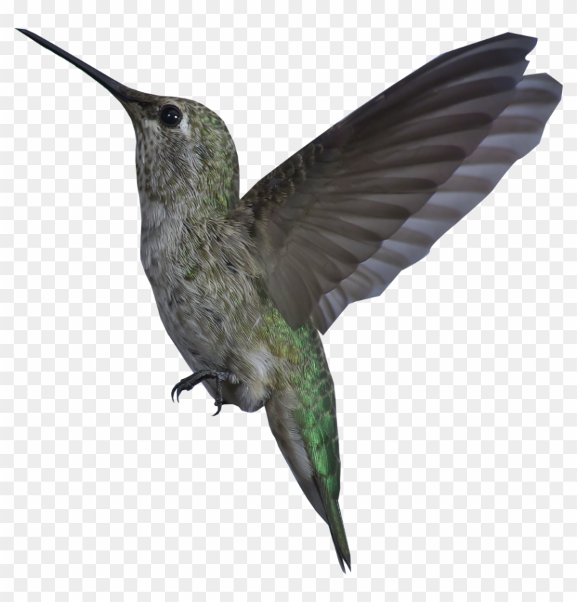 Hummingbird Animation - Bird Gif Transparent Background - Free Transparent  PNG Clipart Images Download