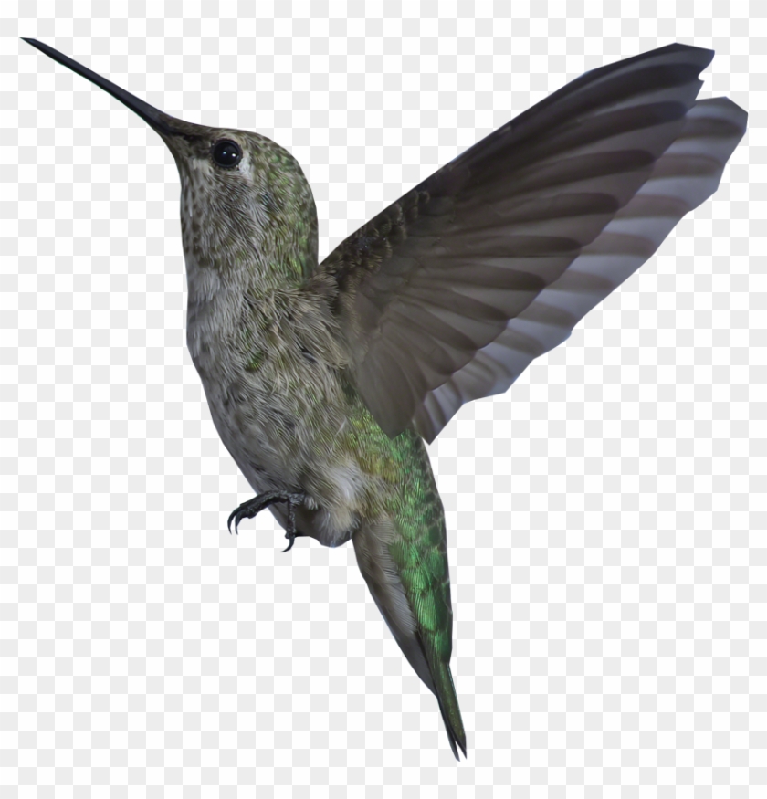 Hummingbird Animation - Bird Gif Transparent Background #294088