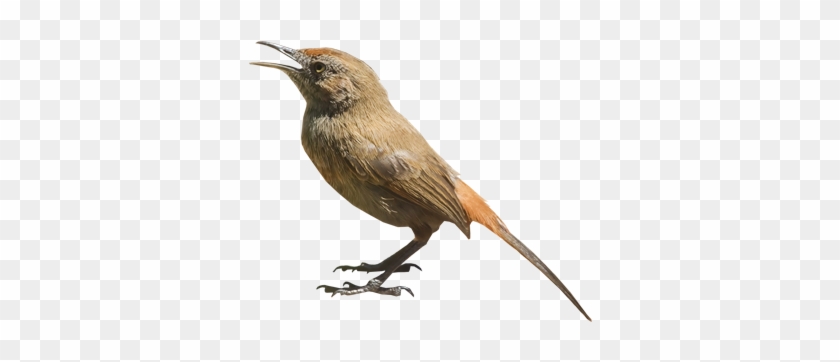 Cinnamon-breasted Warbler - Bewick S Wren #294138
