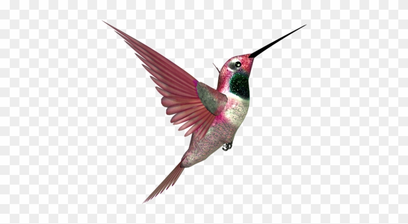 Hummingbirds - Hummingbird #294145