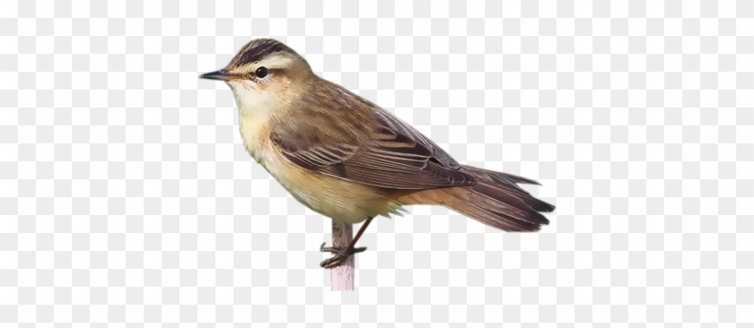 Sedge Warbler / Acrocephalus Schoenobaenus - Nightingale #294162