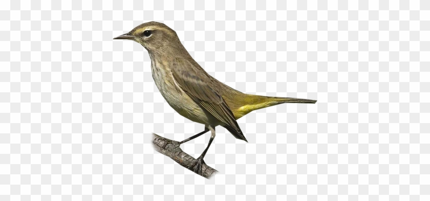 Palm Warbler - Northern Mockingbird #294165
