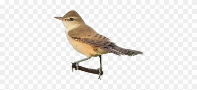 Oriental Reed-warbler - Nightingale #294169