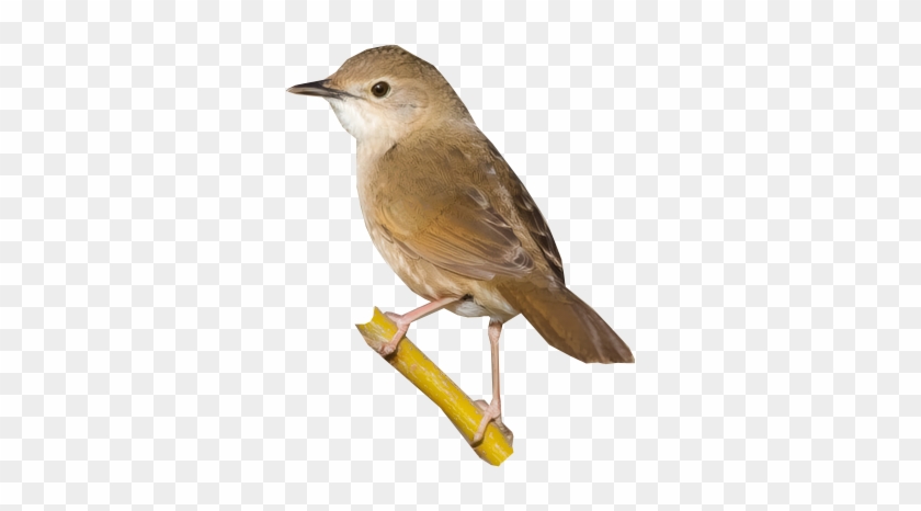 Chinese Bush-warbler - Nightingale #294181