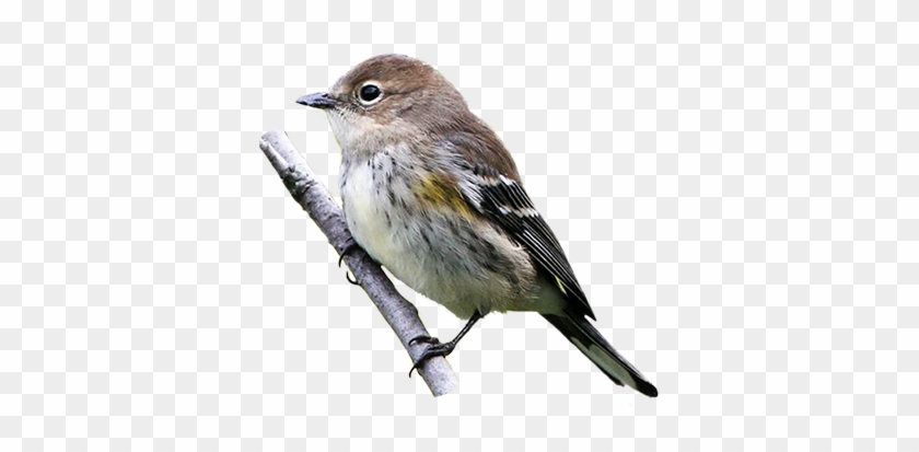 Yellow Rumped Warbler - Yellow Rumped Warbler Png #294185