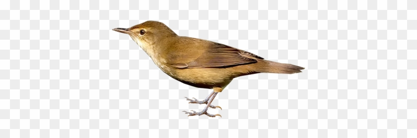 Clamorous Reed-warbler - Nightingale #294196