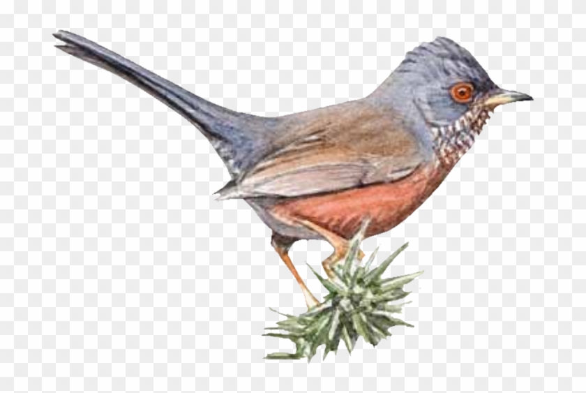 Alpilles Game Dartford Warbler Fauvette American Sparrows - Alpilles #294203