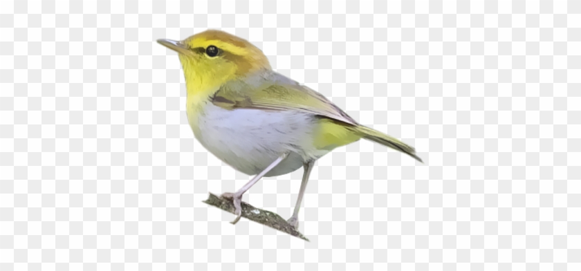 Yellow Throated Woodland Warbler - Black Throated Green Warbler #294217