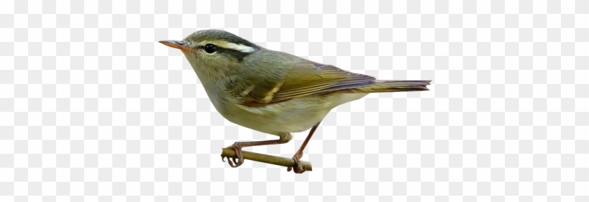 Blyth's Leaf-warbler - Golden Crowned Kinglet #294220