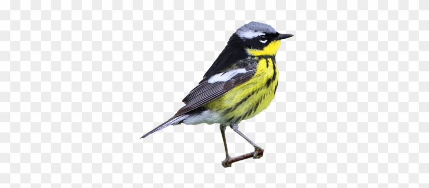 Bird Ride - Magnolia Warbler #294232