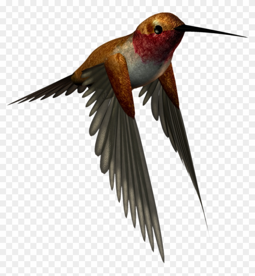 Hummingbird Clipart - High Resolution Png Images Free Download #294255