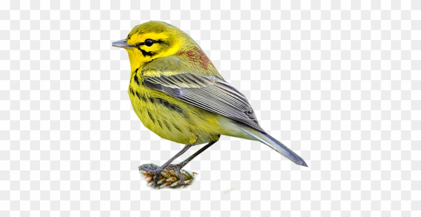 Prairie Warbler - Black Throated Green Warbler #294254