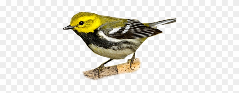 Black-throated Green Warbler - Chestnut Sided Warbler #294258