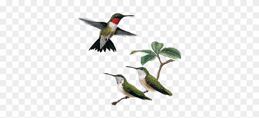 Hummingbird - Rufous Hummingbird Ontario #294300
