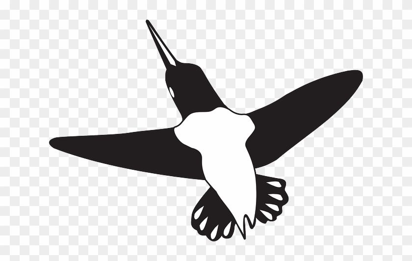 Flying, Wings, Art, Hummingbird, Animal, Beak - Black And White Hummingbird Shower Curtain #294312
