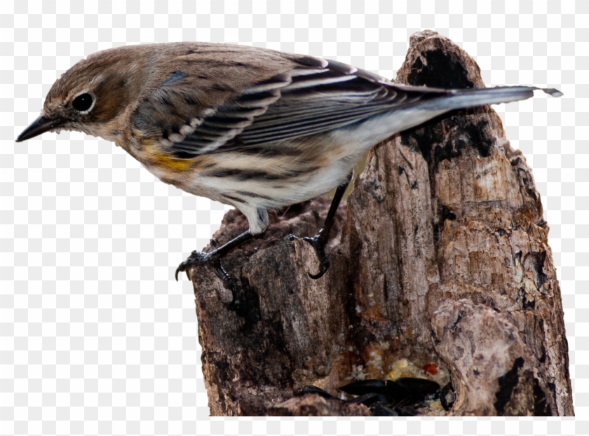 House Sparrow Bird Vertebrate New World Warbler - House Sparrow Bird Vertebrate New World Warbler #294929