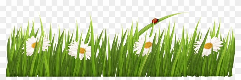 Clipart With Transparent Background - Grass Clipart Transparent Background #294507
