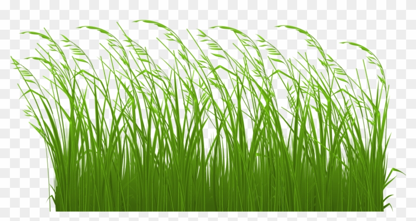 Grass Clipart Transparent Free Images - Tall Grass Clipart #294516