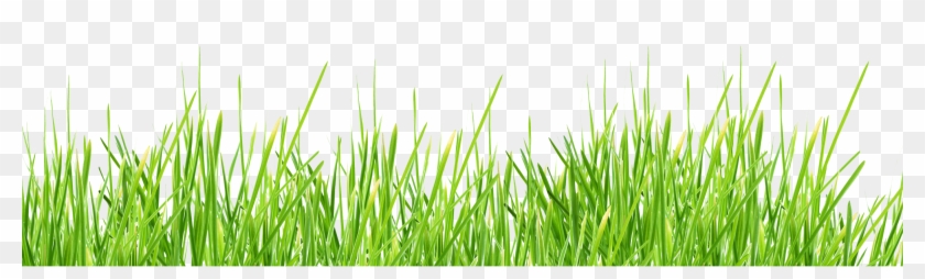 Grass Clipart Transparent Background - Green Grass Transparent #294559
