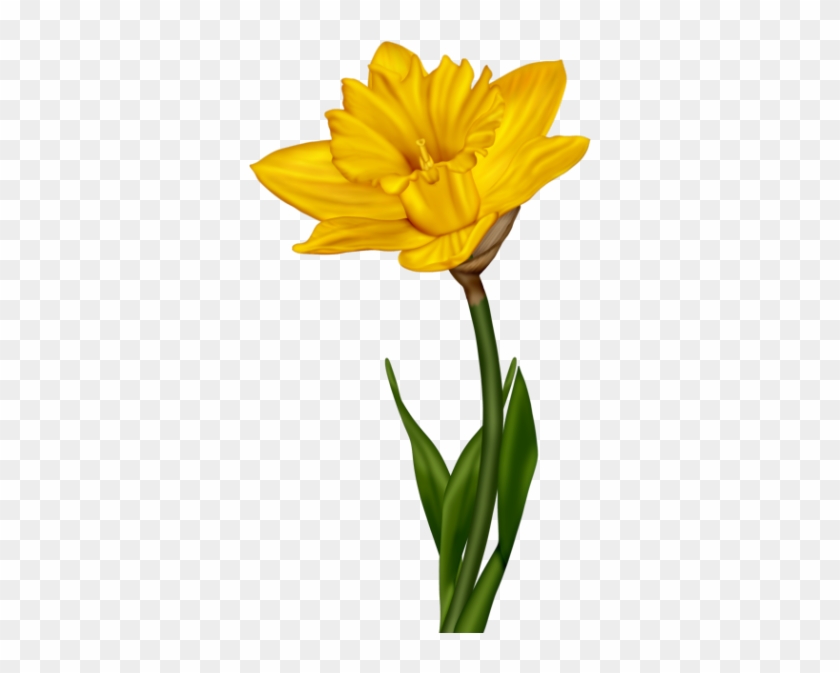 Flowers, Flores, Flowers, Bloemen, Png - English Marigold #294580