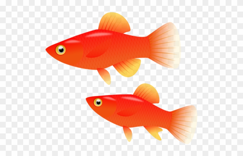 Goldfish Southern Platyfish Computer Icons Clip Art - Goldfish Southern Platyfish Computer Icons Clip Art #294621