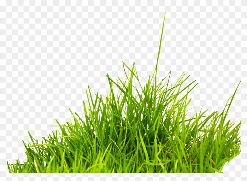 Jungle Grass Clip Art Image Information - Transparent Background Grass Png #294591