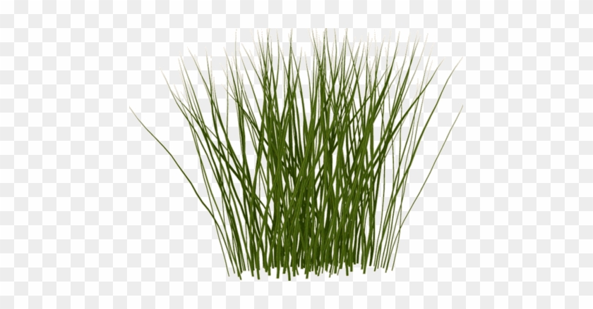 Tall Grass Texture - Tall Grass Texture Png #294616