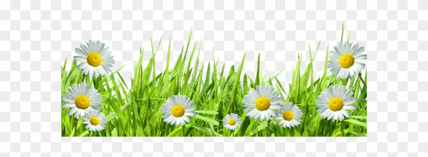 Dry Grass Clipart Flower Border Clipart - Grass With Flowers Png #294709