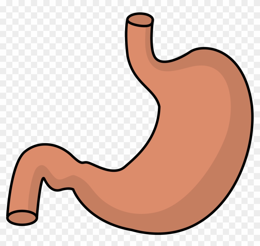 Stomach Clipart Transparent - Clip Art Stomach #294861