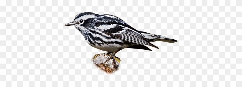 Black And White Warbler - Black And White Warbler #294933