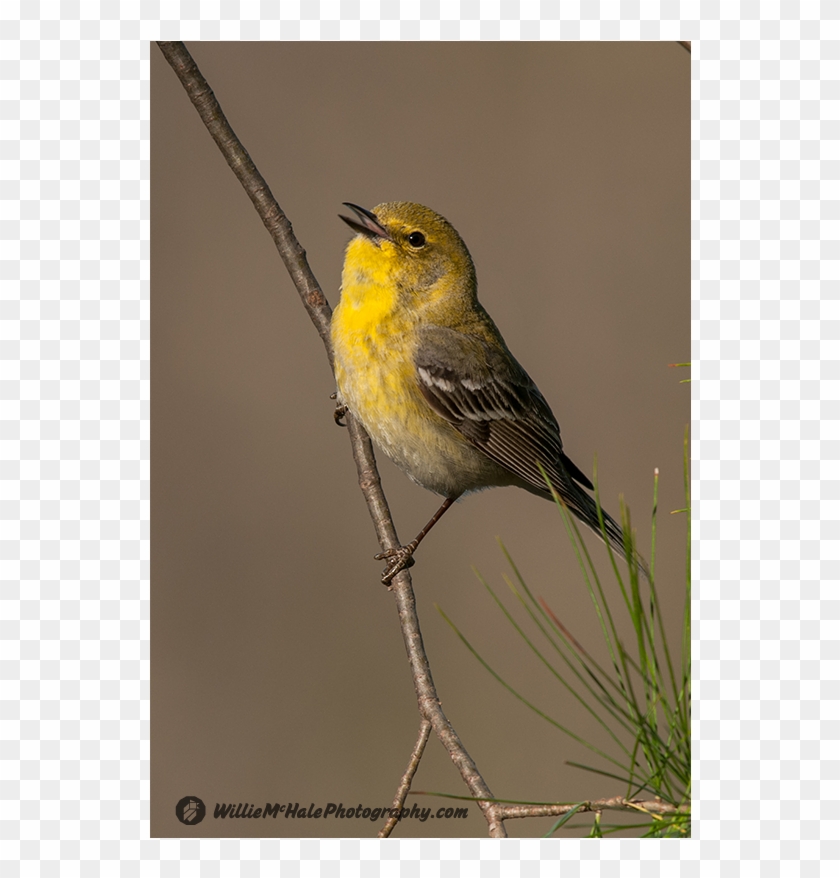 Pine Warbler No Mi 4 21 12 - Pine Warbler #294935