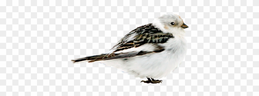 Png Mükemmel Kuş Resimleri, Png Kuş Resimleri Png Bird - Eurasian Tree Sparrow #294943