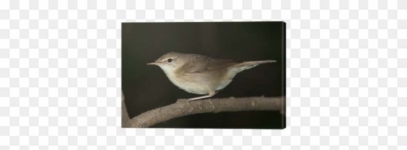 Acrocephalus Dumetorum, Blyth's Reed Warbler Canvas - House Wren #294945