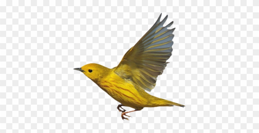 [ Img] - Yellow Warbler #294956