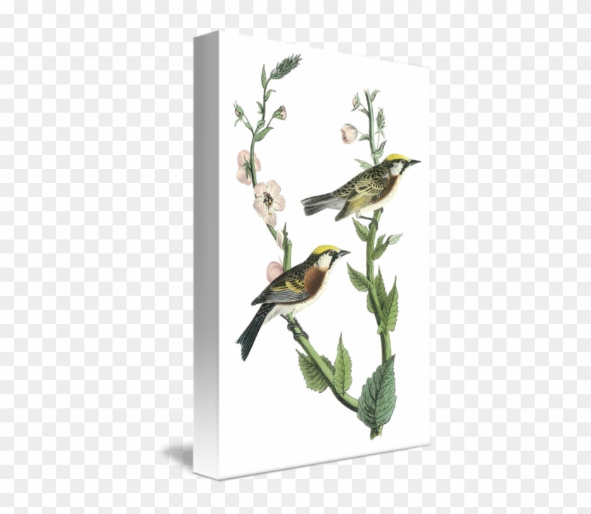 Chestnut-sided Warbler Note Cards (pk Of 20) #294972