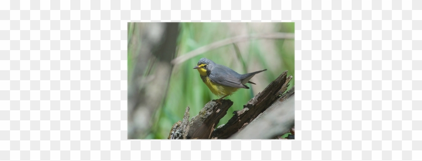 American Redstart #294974