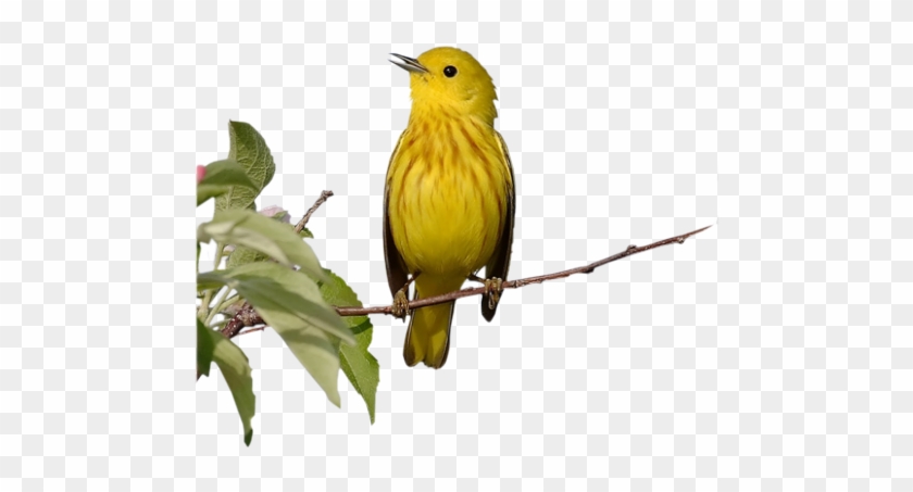 Oiseaux - Yellow Warbler #294978