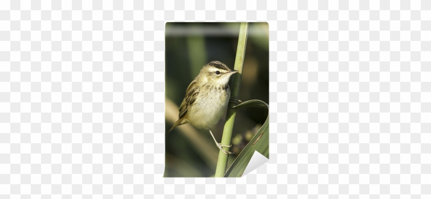 Sedge Warbler Close Up / Acrocephalus Schoenobaenus - Golden Crowned Sparrow #294996