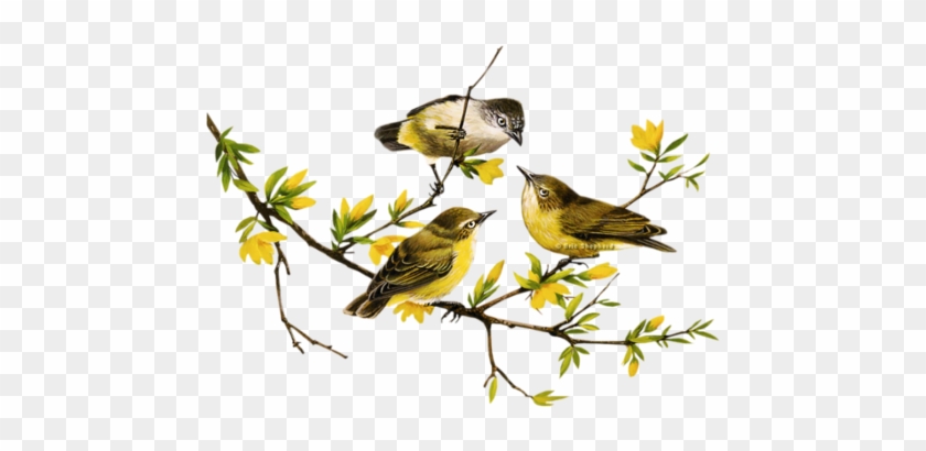 Centerblog - Bird #295001