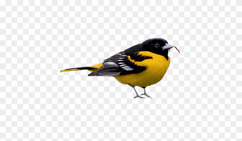 Oiseau - Bird - - Bird #295002