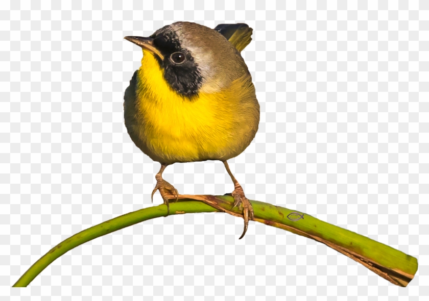 Common Yellowthroat Warbler - New World Warblers #295019