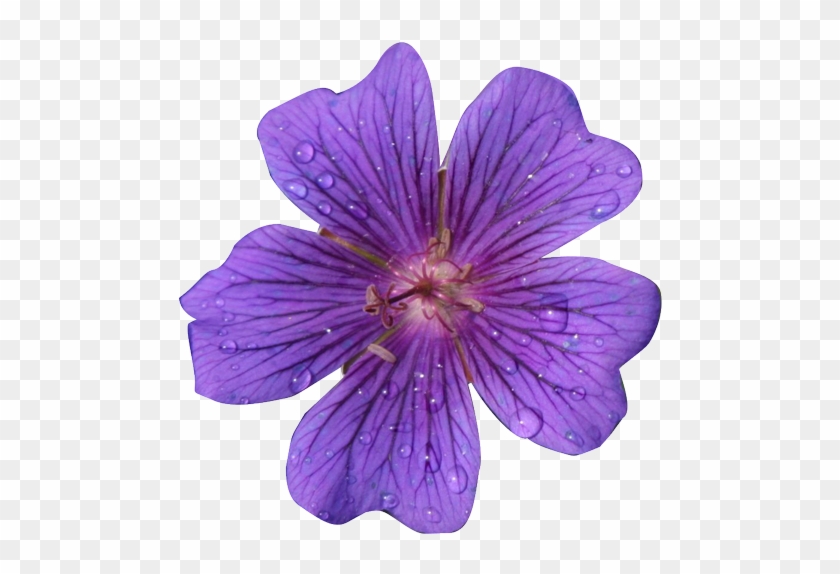 Purple Flower Clipart Realistic Flower - Flower Realistic Clip Art #295655